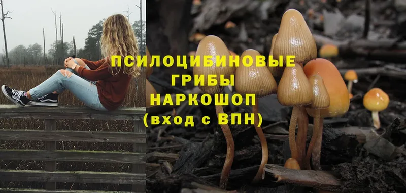 Галлюциногенные грибы MAGIC MUSHROOMS  Павловский Посад 